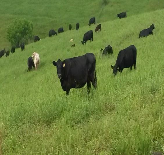 Cattle grazing switchgrass